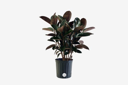 Costa Farms Premium Live Indoor Burgundy Rubber Plant.