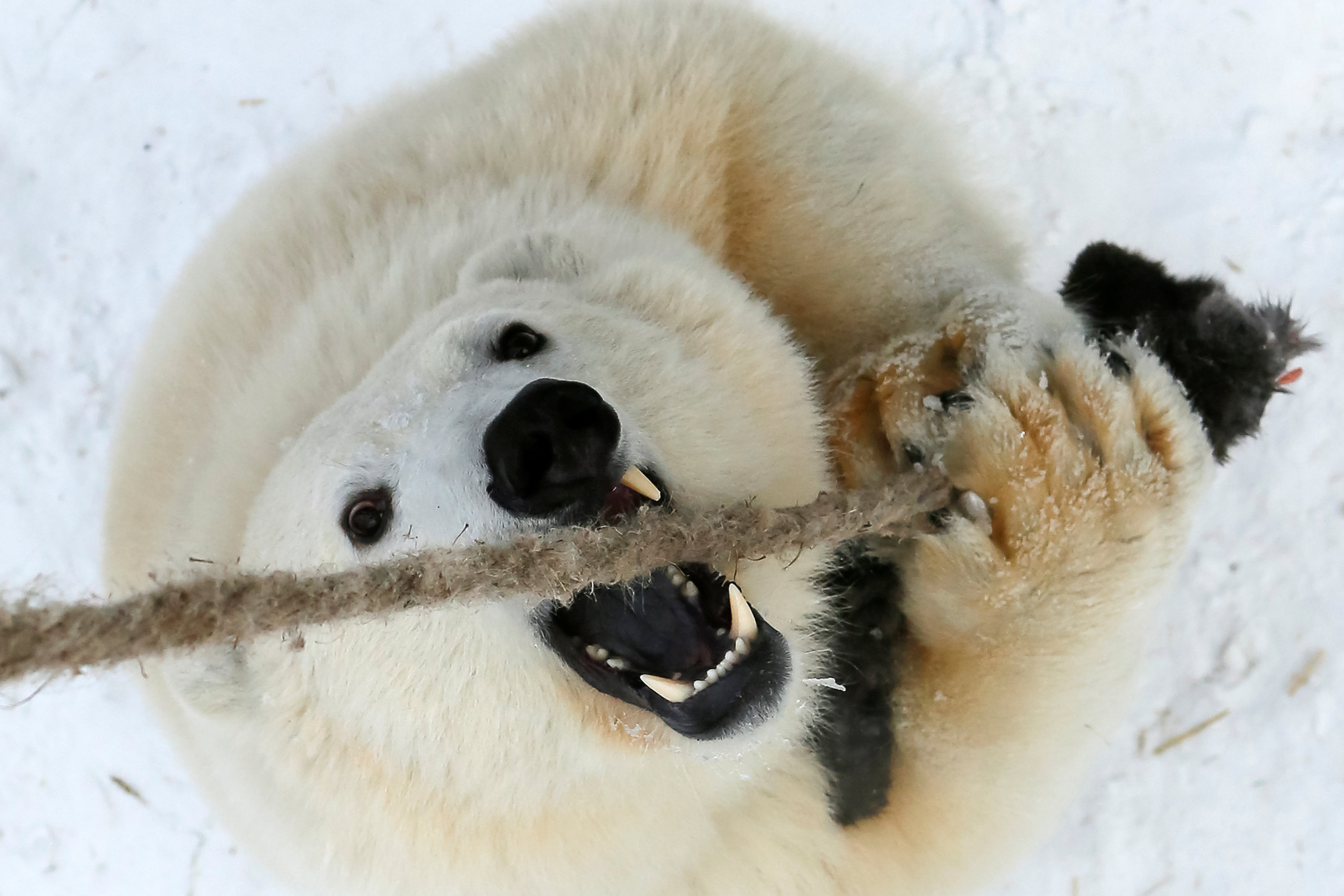 polar bear chewing on a rope, also looking terrifying