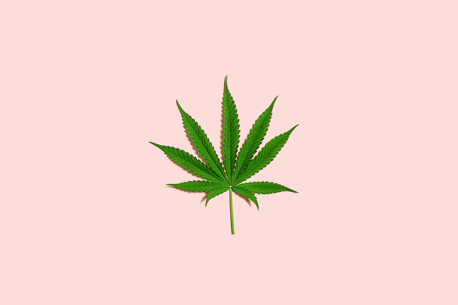 A healthy cannabis leaf grows black against a pink background.