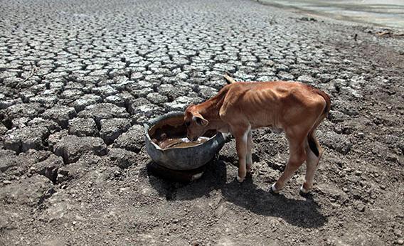 A calf drinks water on cracked ground at the Las Canoas dam, some 59 km (37 miles) north of the capital Managua April 26, 2013.