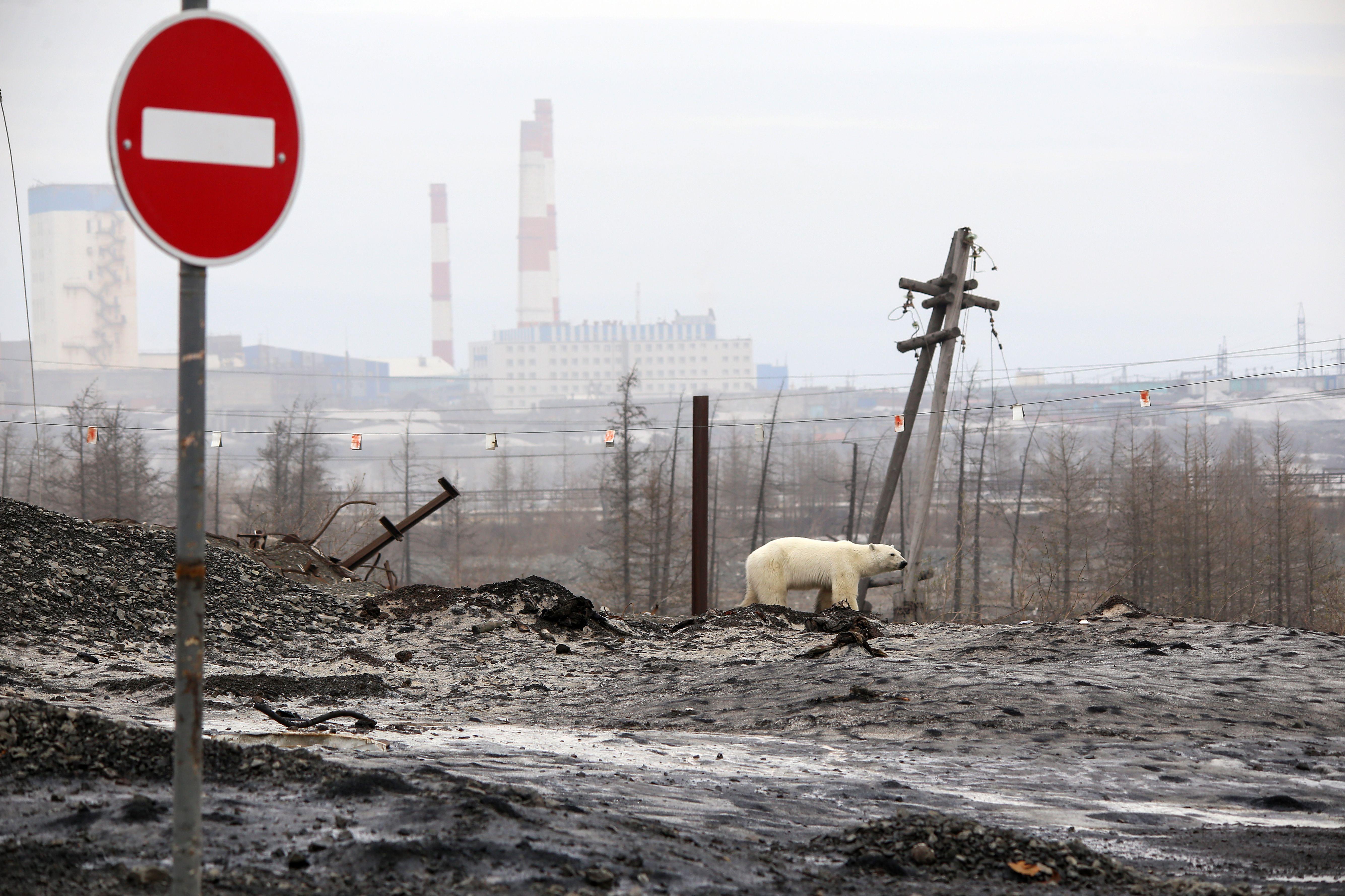 A stray polar bear is seen on the outskirts of the city of Norilsk, Russia.