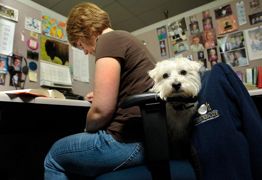 Puppies at work: Bringing dogs to the office helps relieve stress ...