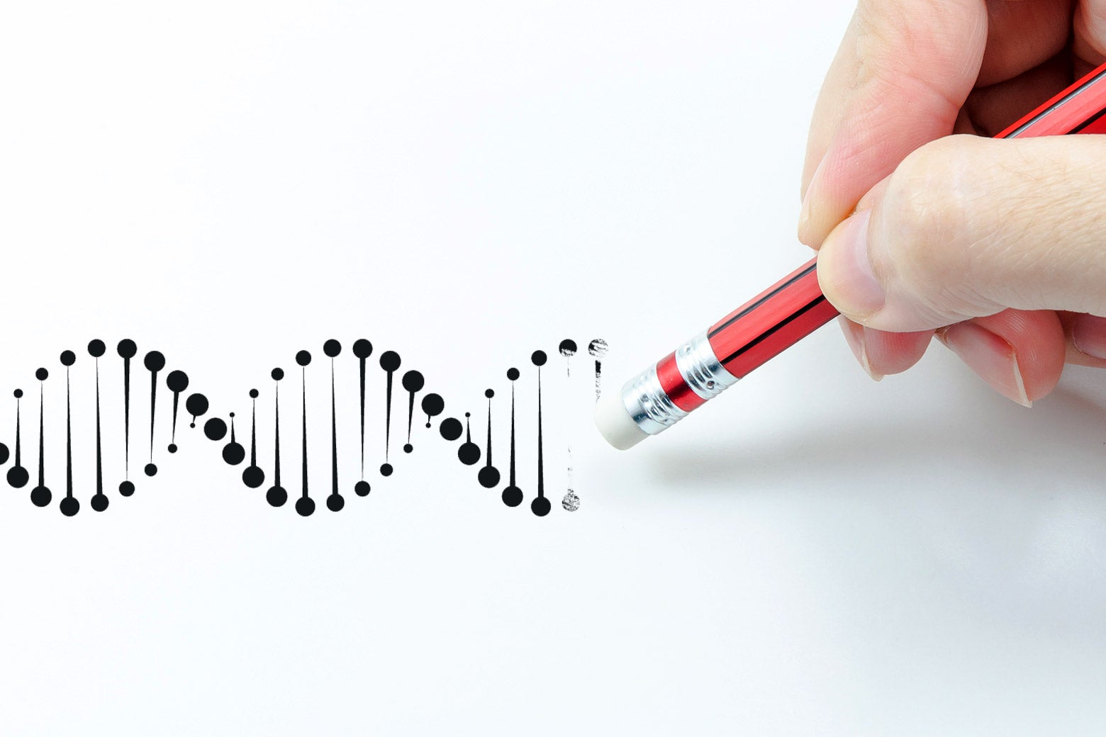 A photo illustration of a pencil erasing part of a double helix