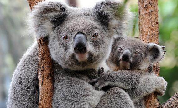 A female koala cuddles her joey.