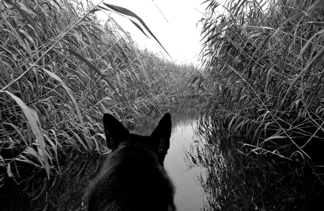 Johannesburg, December 2005 Insp. 'Stroppie' Grobelaar, a Search & Rescue officer with the Police Dog Unit in Soweto, and his dog, Fargu, search nearby rivers and dams for the body of 7yr old Kamogelo "Kamo" Sekome. 