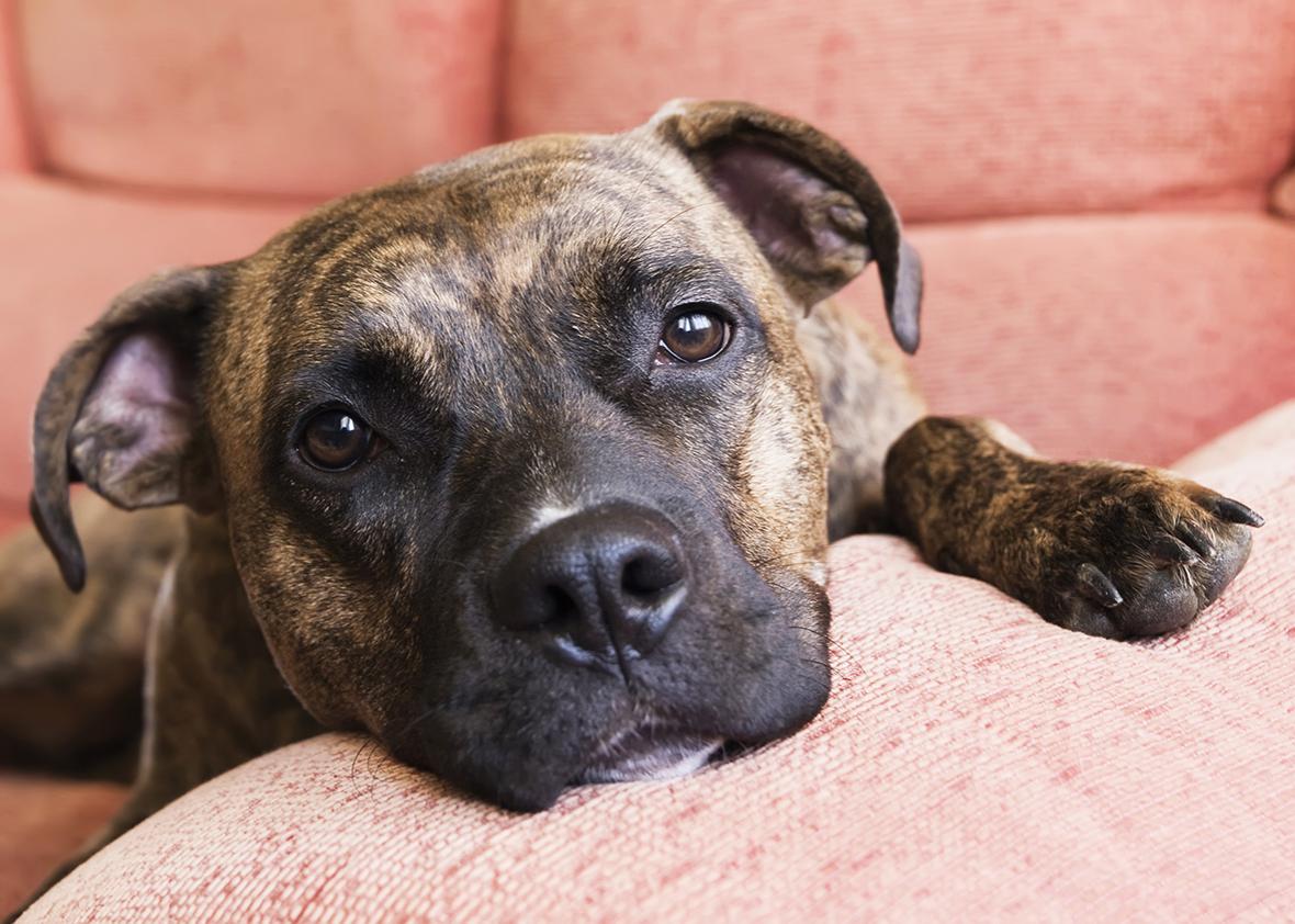 are pitbulls safe as pets