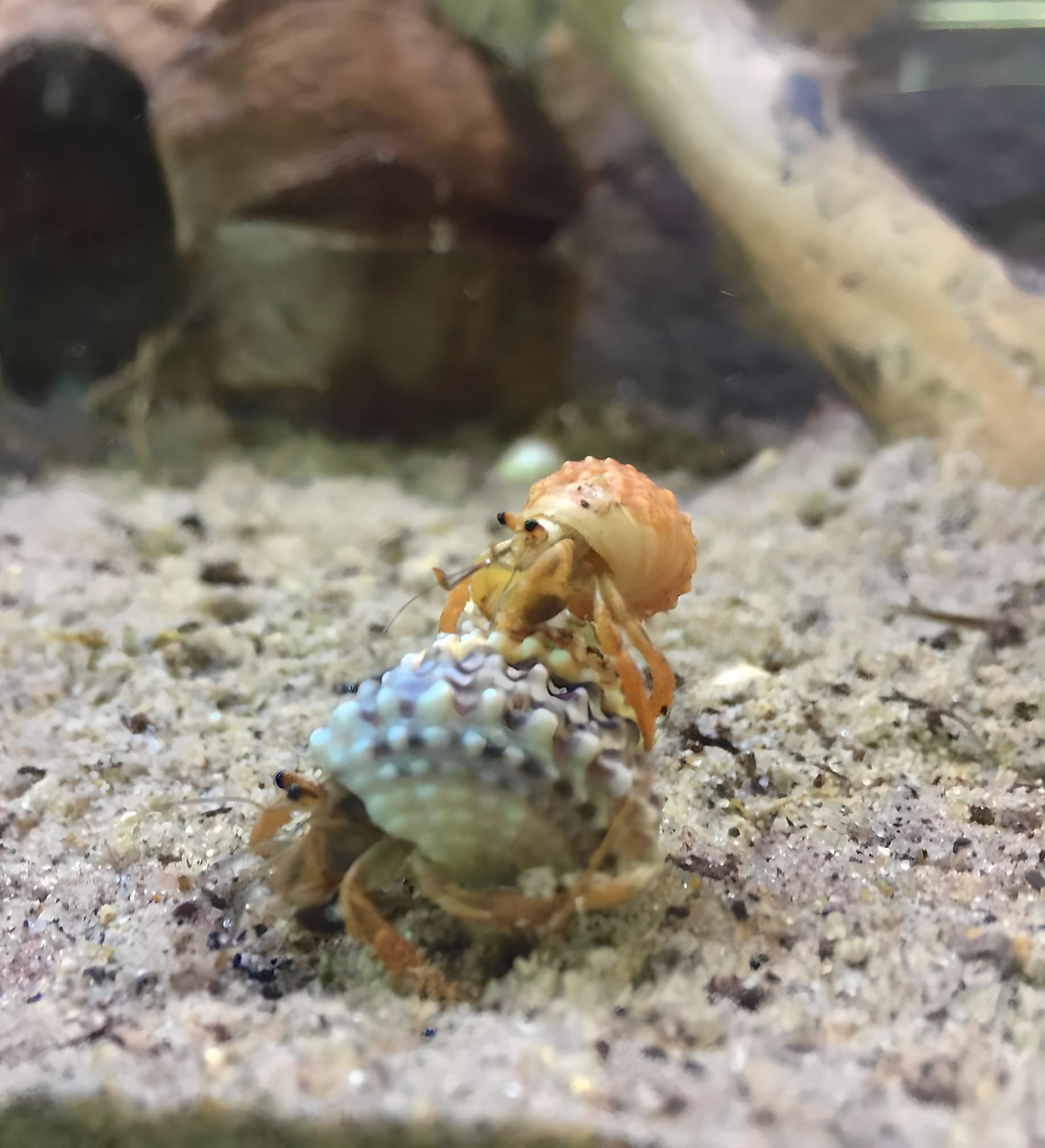 Un cangrejo ermitaño bebé de color rosado se encuentra encima de otro cangrejo ermitaño en un acuario.