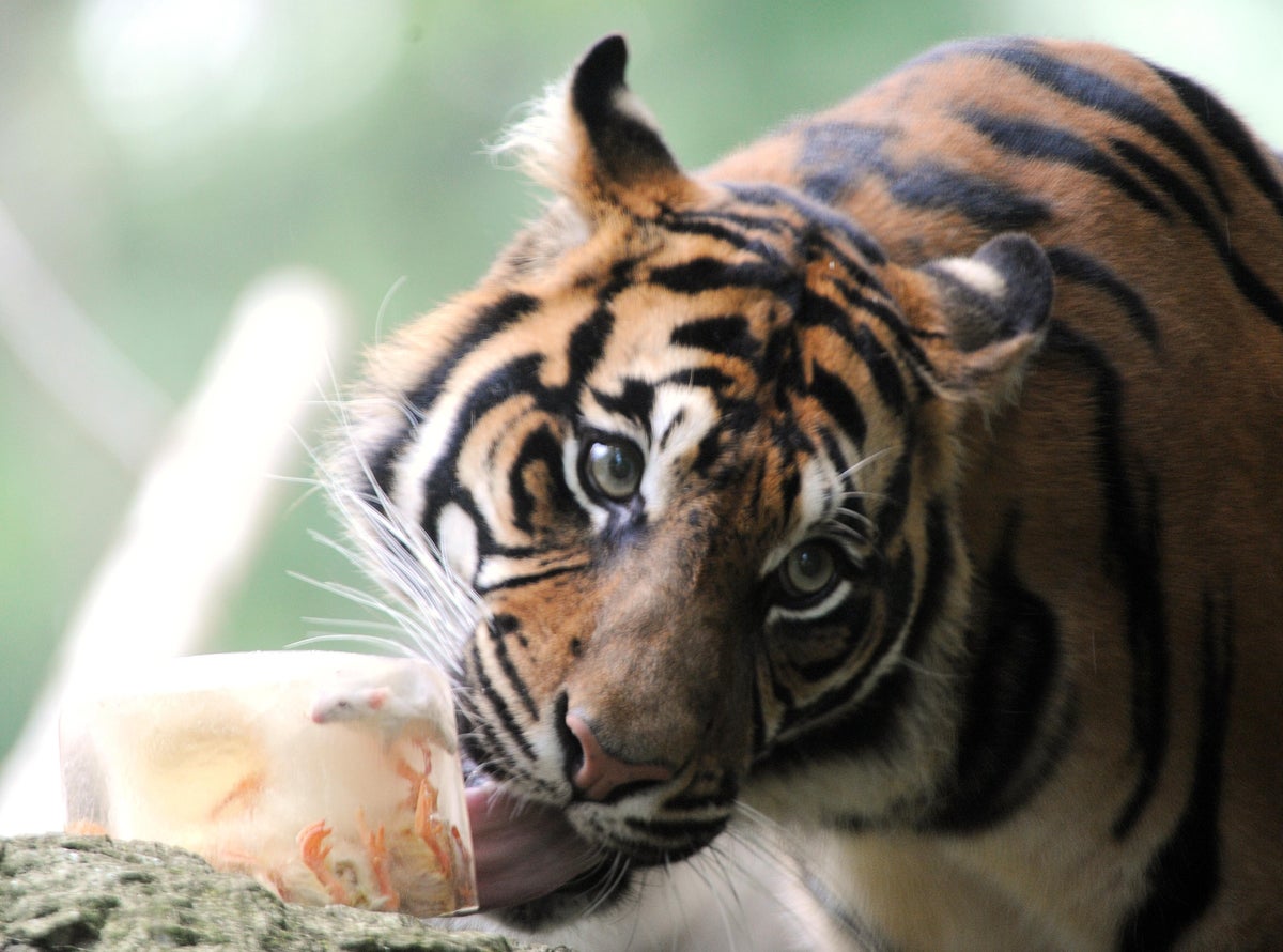 Food for pets and zoo animals: They should eat real meat.