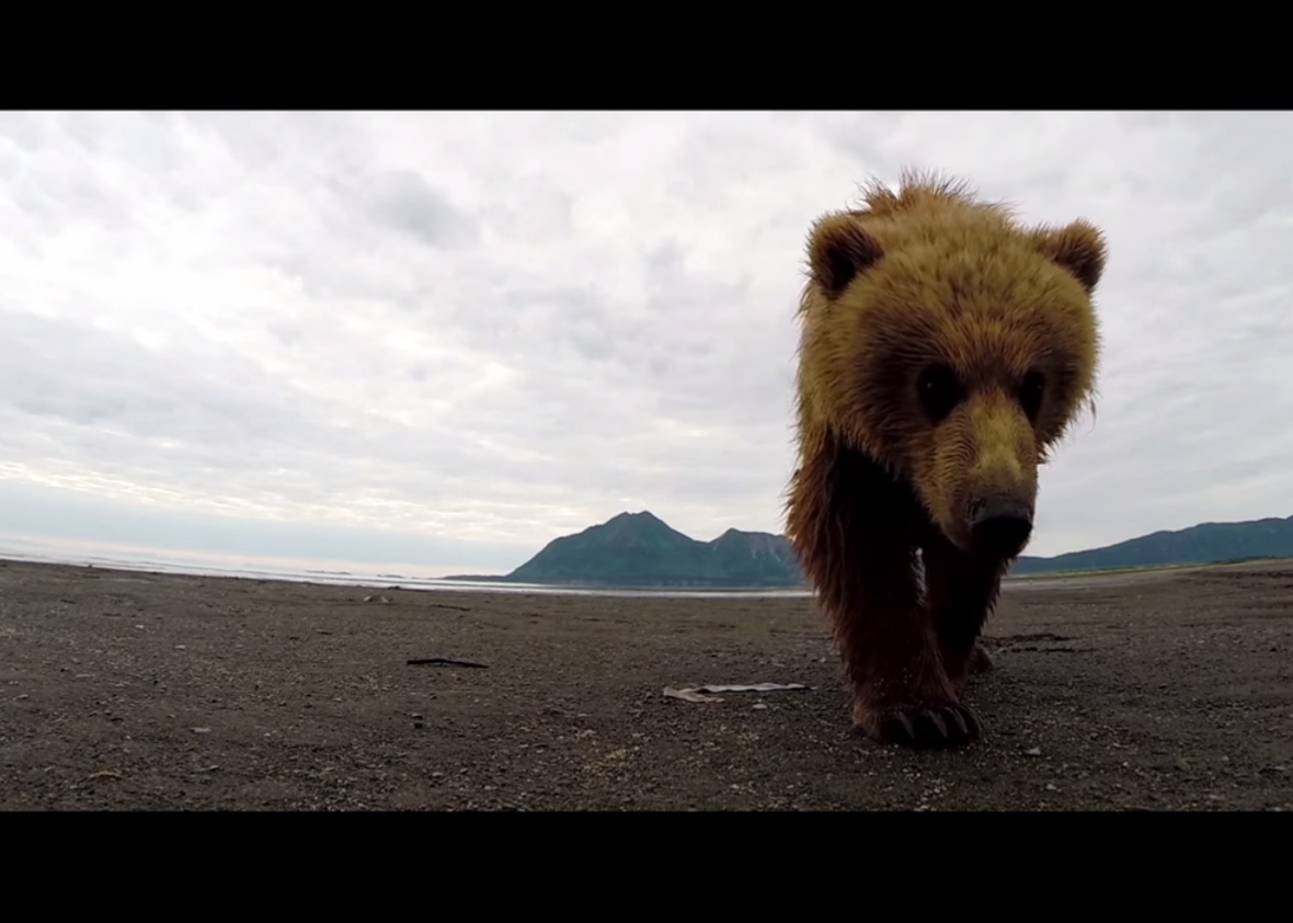 GoPro versus Grizzly: Bear takes out its anger on a helpless camera