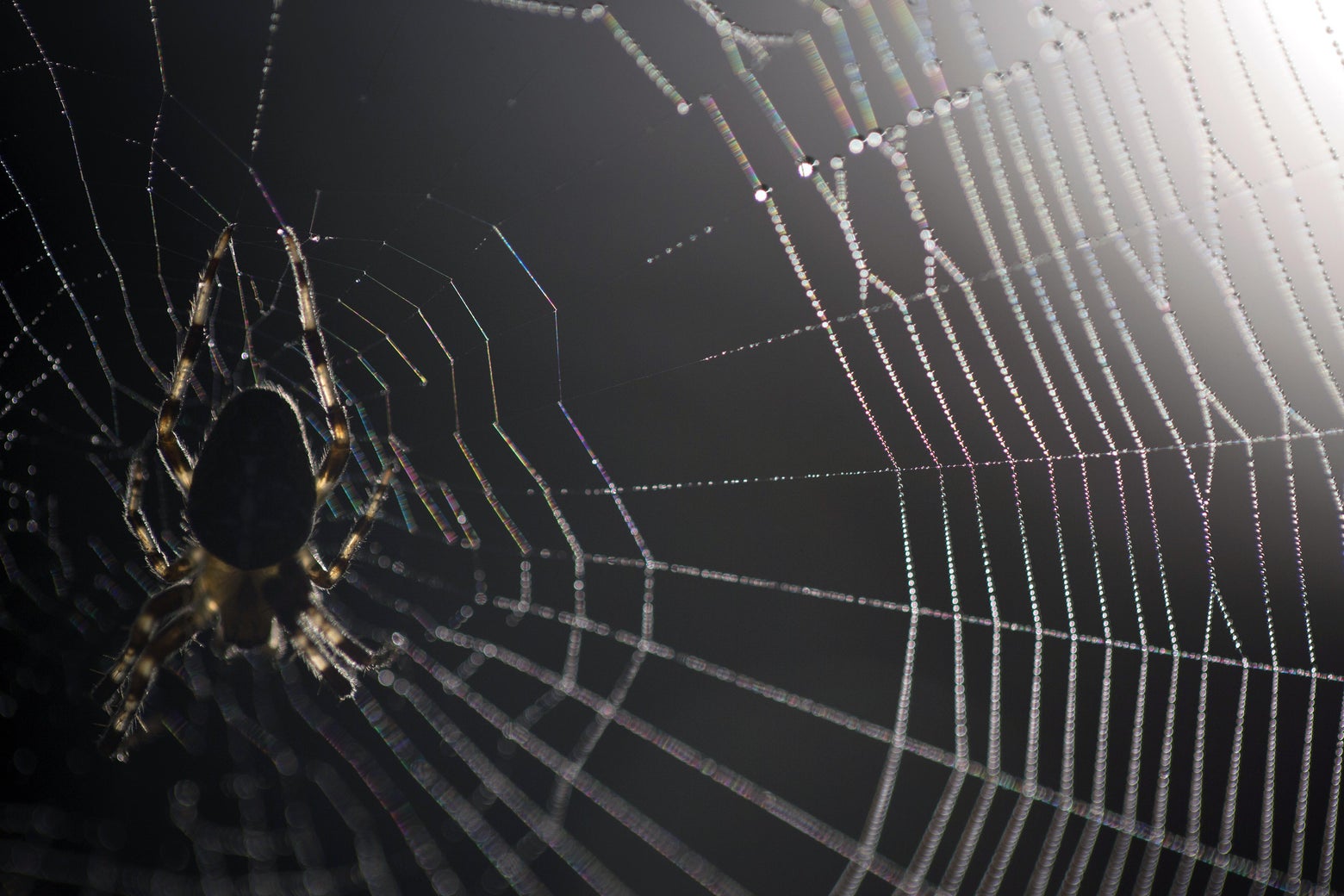 Spiders electric charges: Video shows webs using static electricity to ...