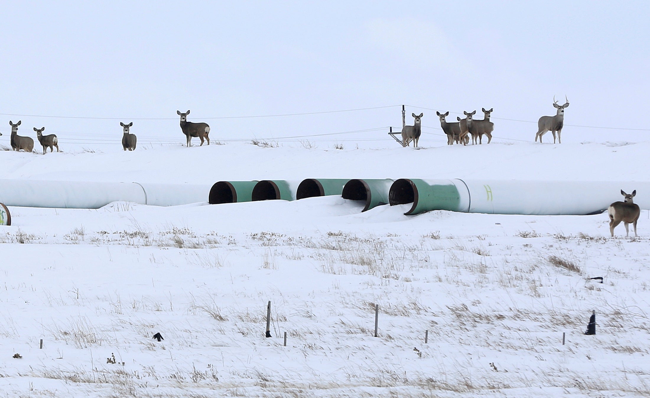 The Keystone XL Oil Pipeline Is Dead