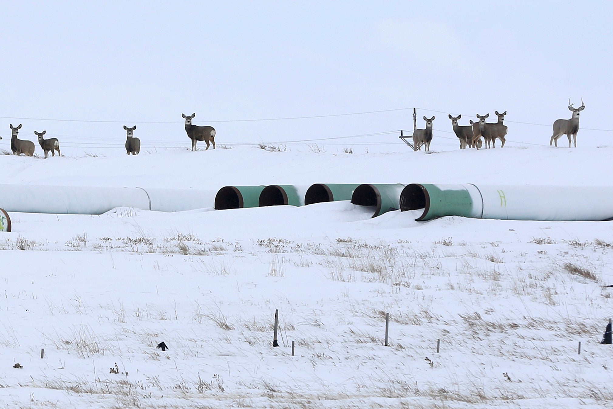 Deer gather amongst pipeline pipes sitting idly in the snow. 