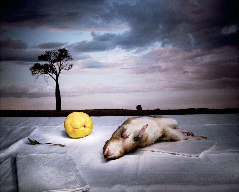 Marian Drew Still Life / Australiana (2003-2009) Bandicoot with quince.