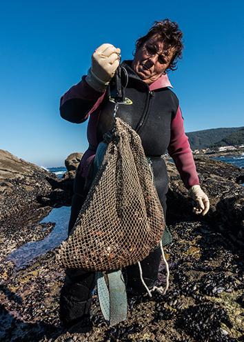 Barnacle foragers in southern Galicia have a quota of three kilograms a day.