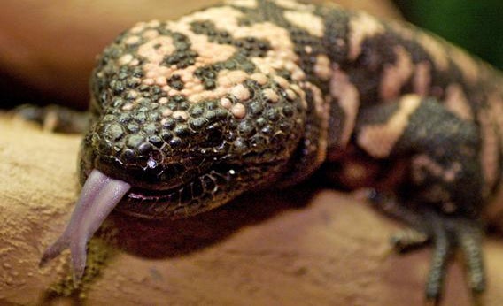 A gila monster lizard, on the prowl for food, flicks out its tongue to test the air in its enclosure at the Melbourne Zoo June 11. 