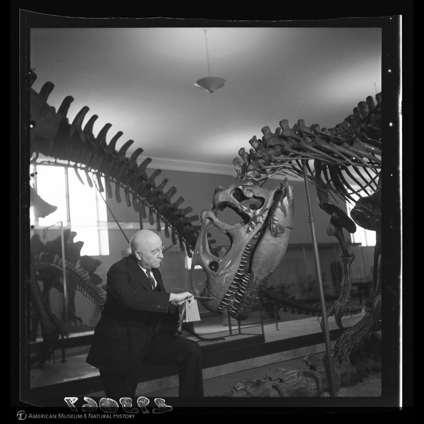 A bald man sits and looks at the head of the Allosaurus which angles downward from a supporting post as if to nuzzle