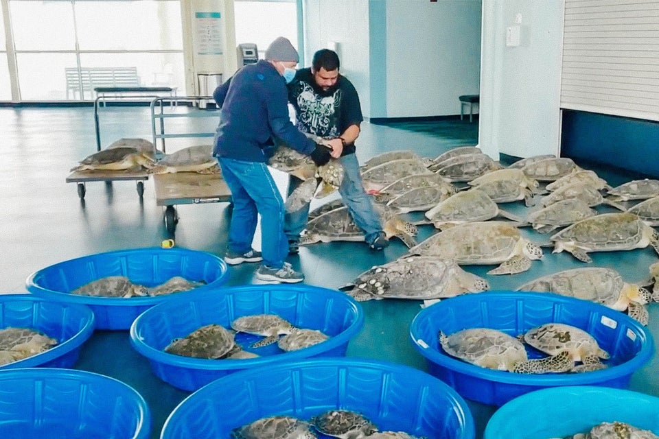 Thousands of sea turtles in Texas can’t move because of the cold ...