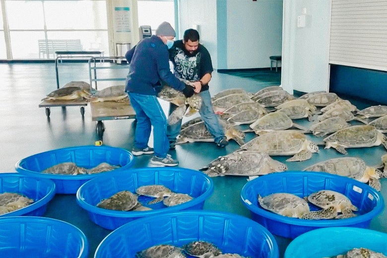 Two men unload sea turtles onto the floor and into blue kiddie pools.
