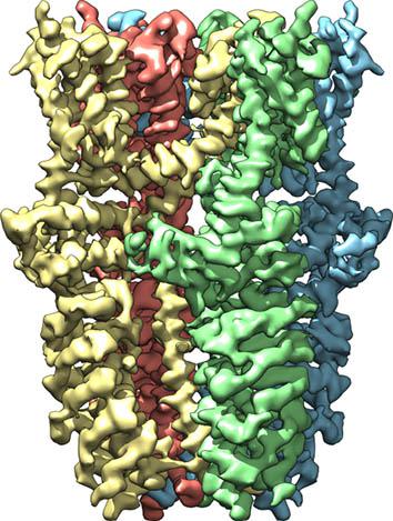 wasabi receptor.