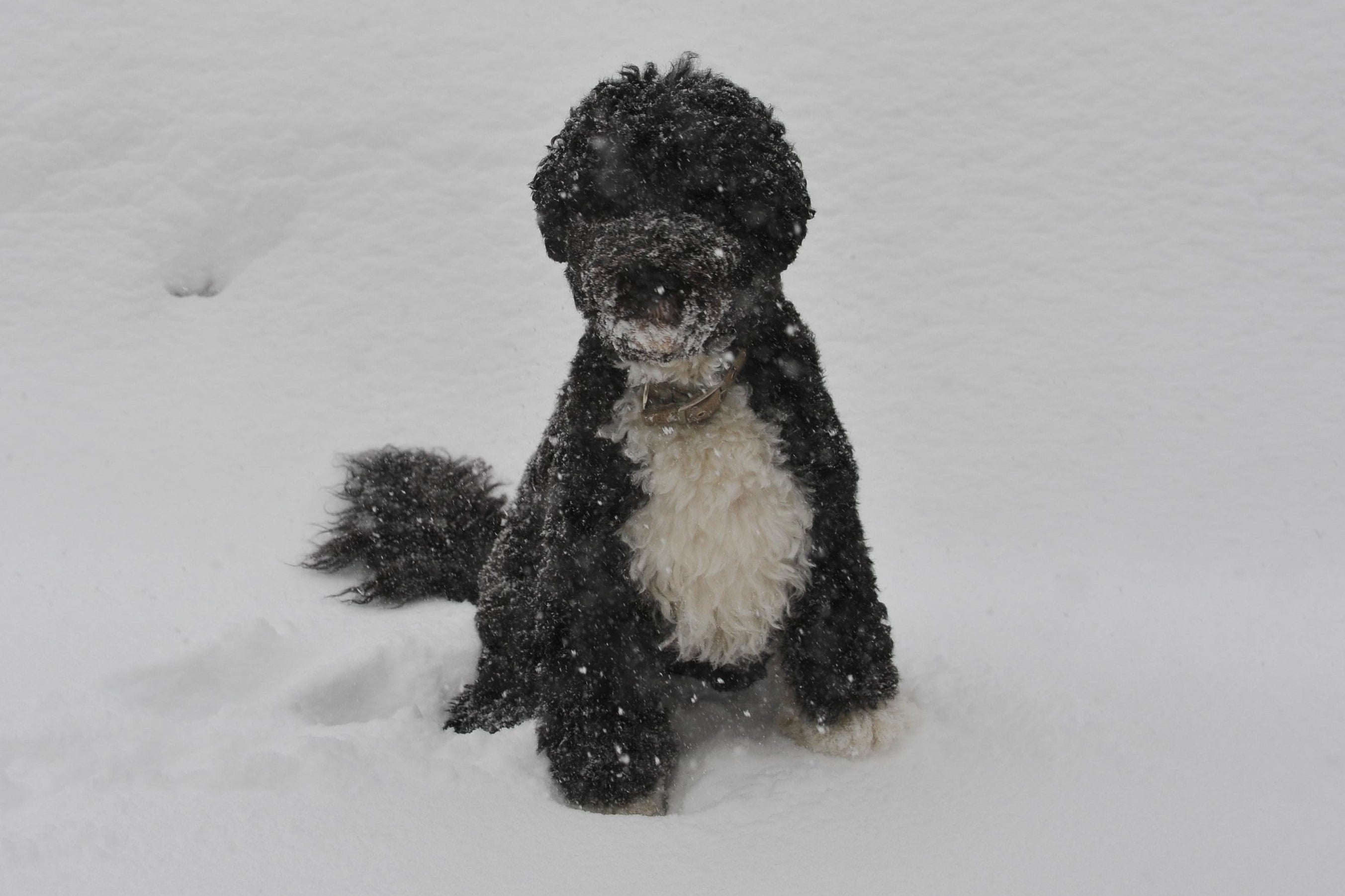 Bo, the Obama family dog, sits in the snow outside of the Brady Briefing Room of the White House on December 19, 2009 in Washington. 