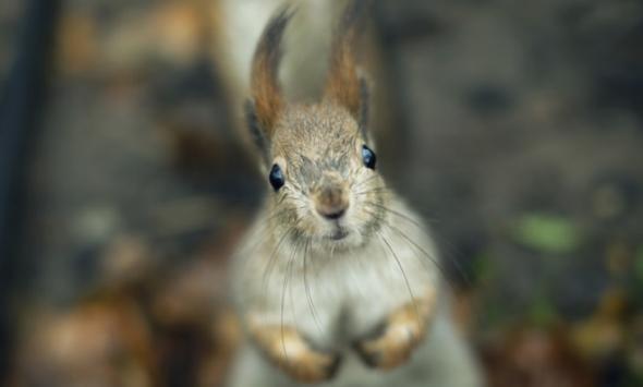 How Do You Say Squirrel In German Squirrel: Germans have a tough time pronouncing that word, though