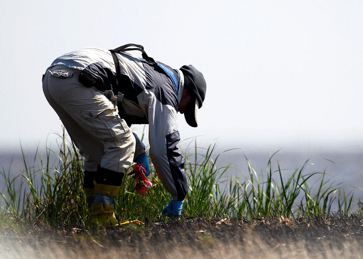 A worker takes soil samples of an island in Barataria Bay to determine if the island needs to be cleaned again near Myrtle Grove, Louisiana March 31, 2011. 