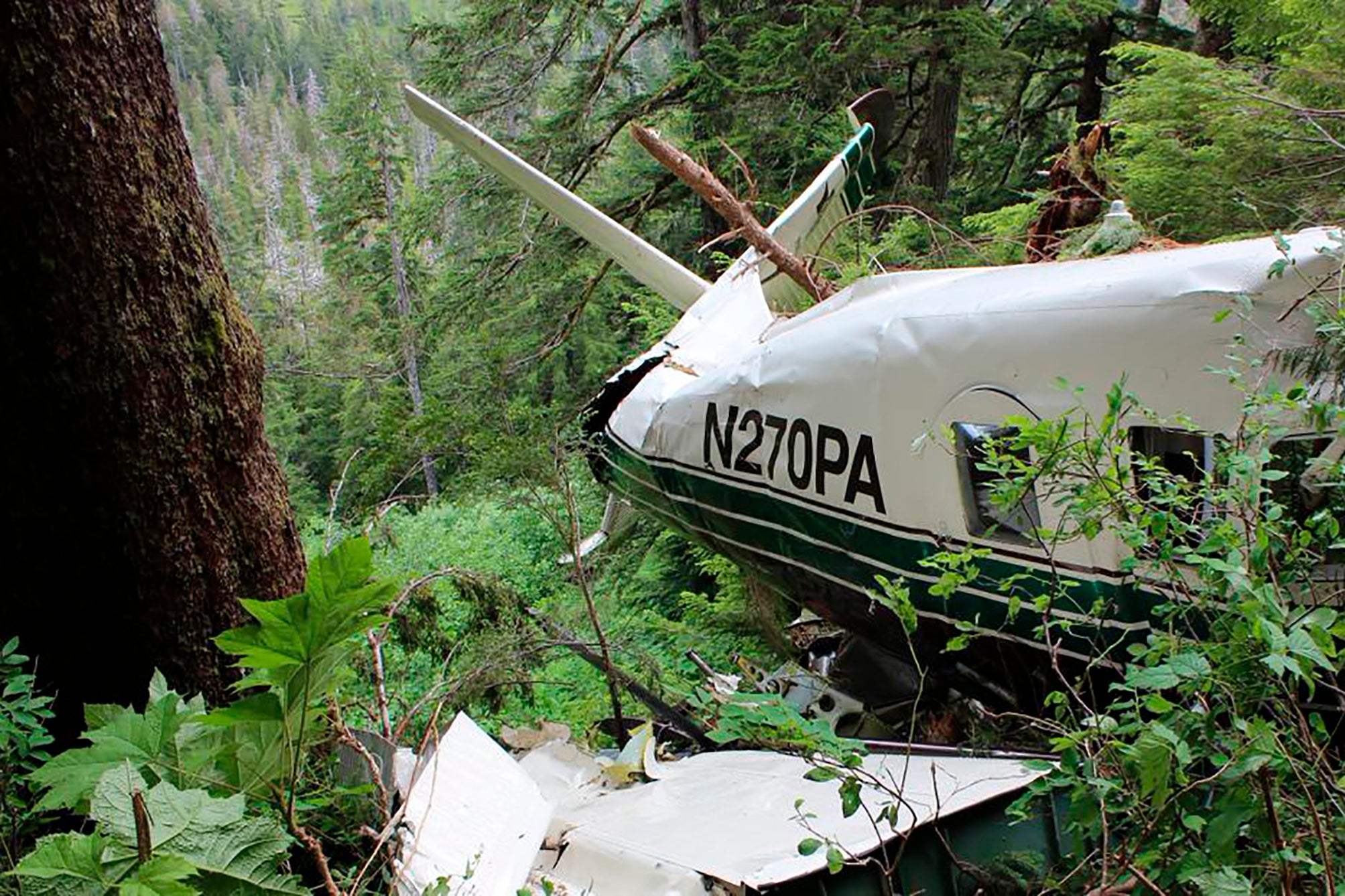 A crashed plane in a forest.