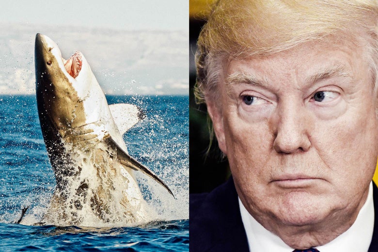 A shark, Donald Trump. 