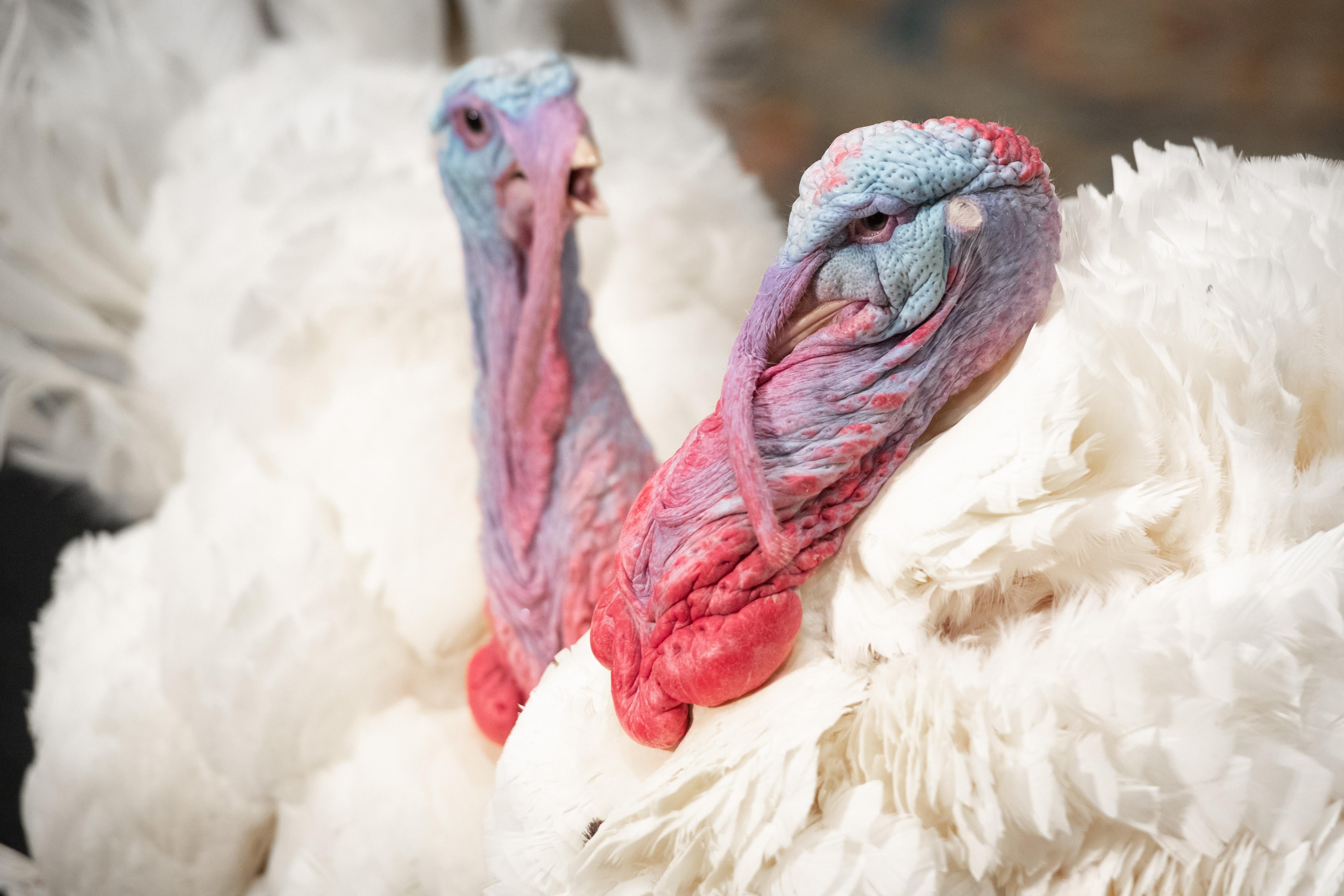 A close-up of two turkeys, with white feathers and blue and red wattles.