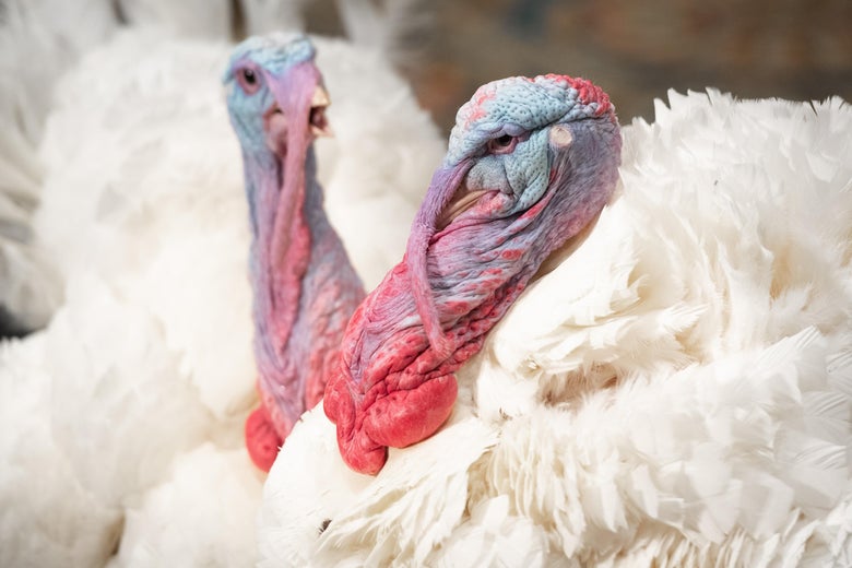 A close-up of two turkeys, with white feathers and blue and red wattles.