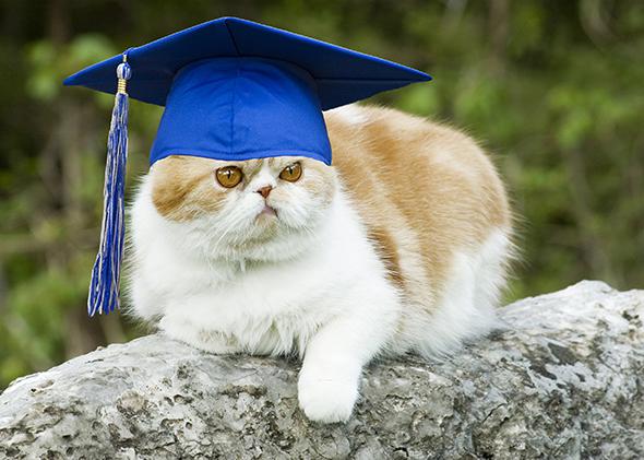 Cat Grad. 