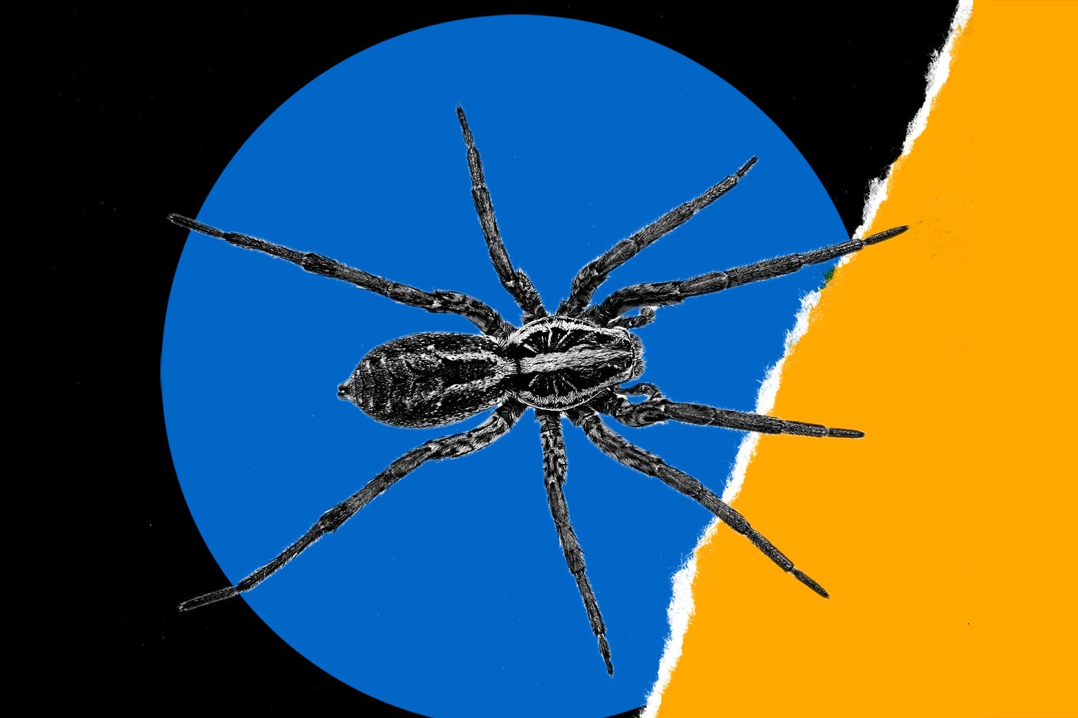 The Dark Web of Online Spider Sales