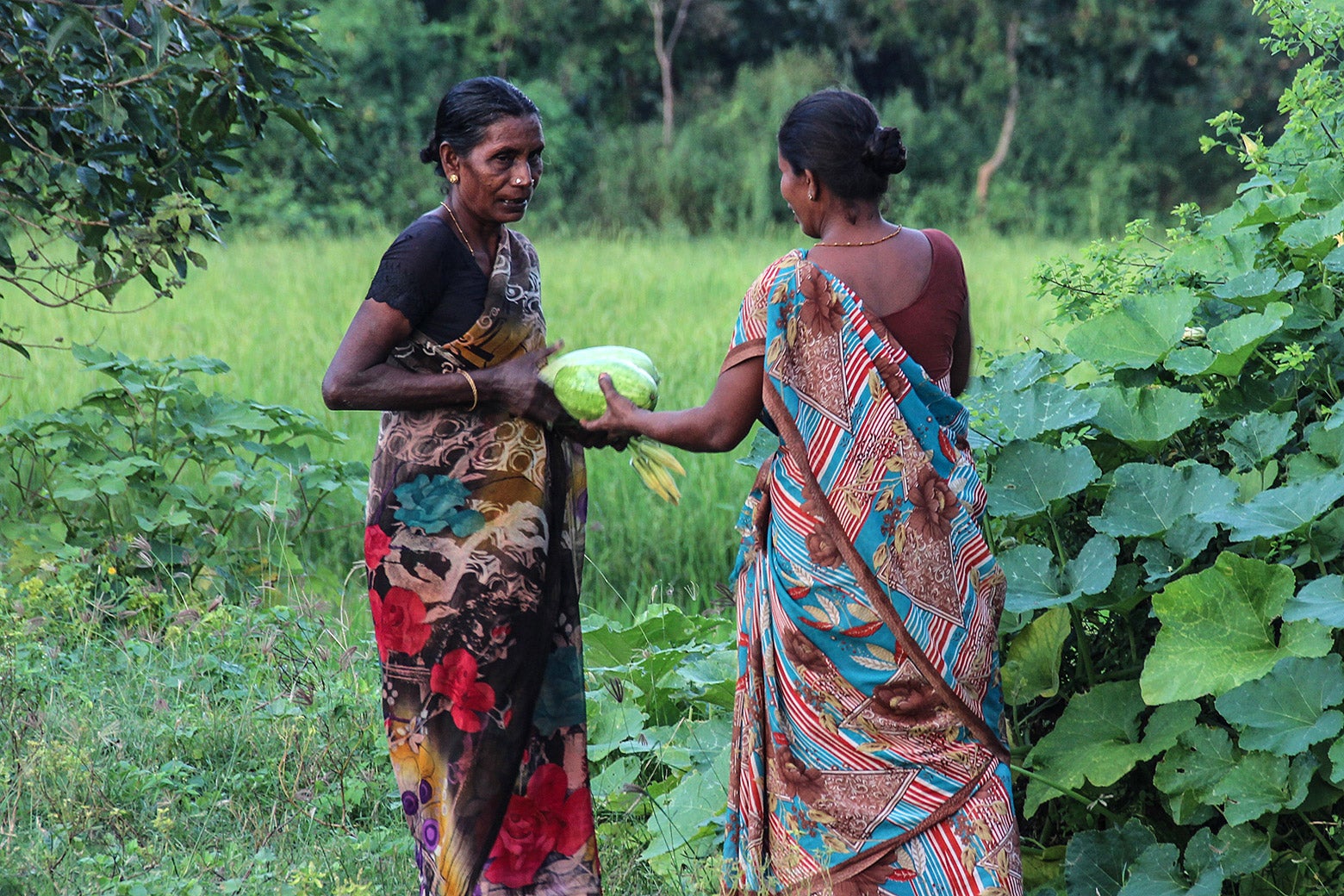 Two farmers collect gourds recently found on their shared property.