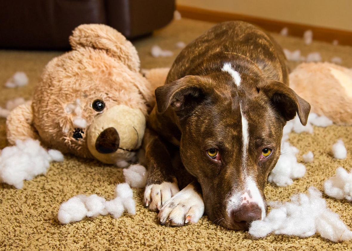 Petinspired art Laurie Anderson’s concert for dogs and Charles Mingus