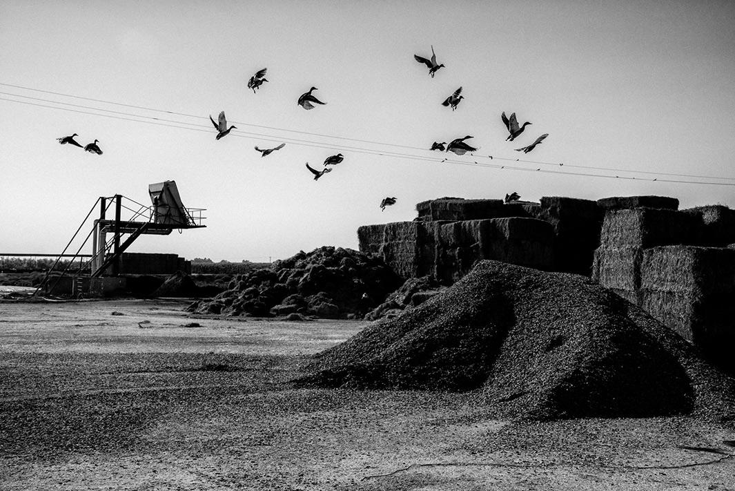Ducks fly from a mound of cattle feed.