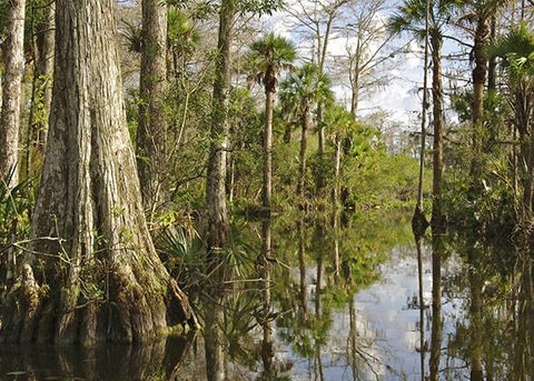 Green anacondas in the Everglades: The largest snake in the world has ...