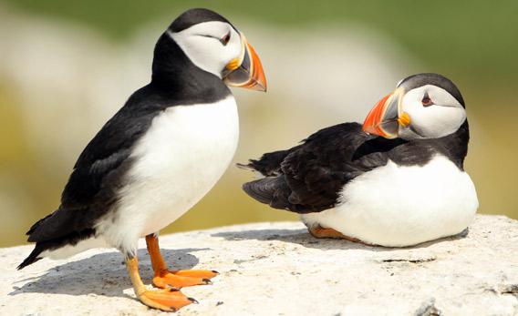 Puffins stands on a cliff top in Inner Farne, England
