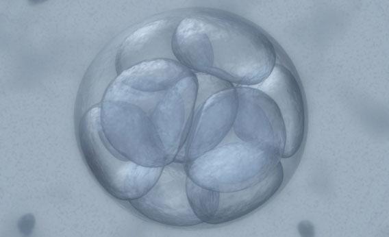 Human Embryo.