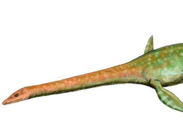 dinosaur long neck flippers