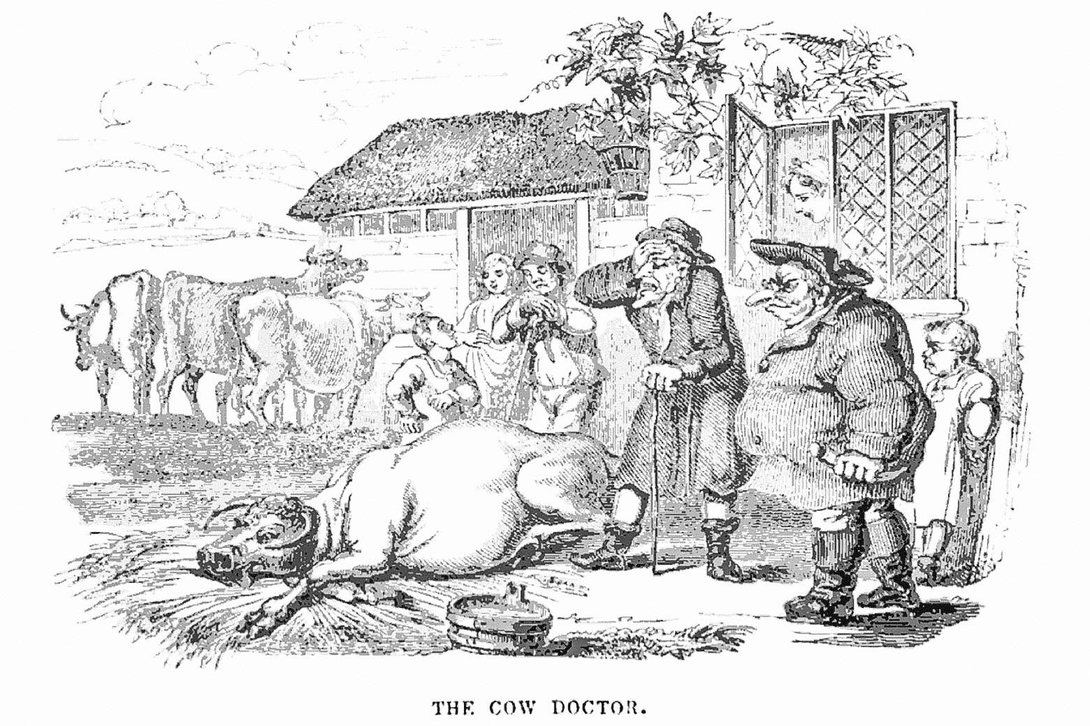 A 19th-century engraving of a silly-looking cow, collapsed on the ground in front of a doctor and several onlookers.