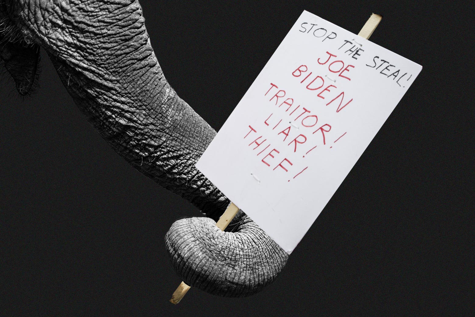 An elephant's trunk holding a sign that says, "Stop the steal. Joe Biden—traitor! Liar! Thief!" 