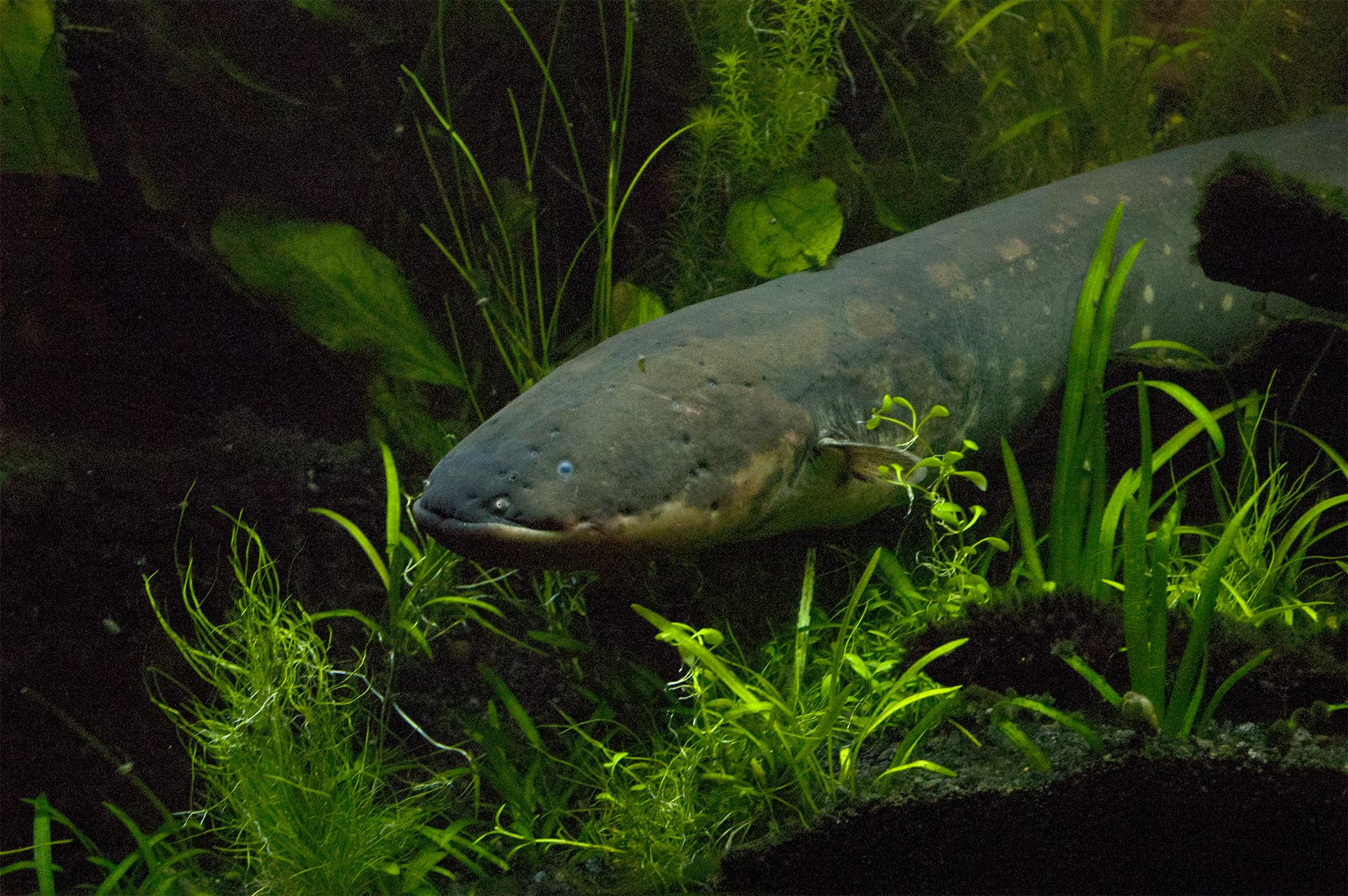 Electric eels, catfish, and rays deliver painful and terrifying