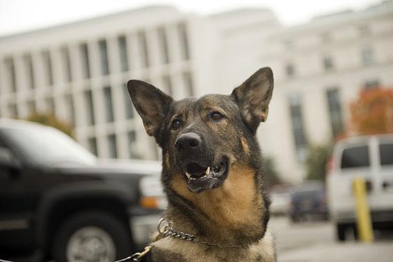 U.S. Capitol Police K-9, Thea, a 4-year-old German shepherd, sits for a picture outside of police headquarters, Oct. 23, 2009.