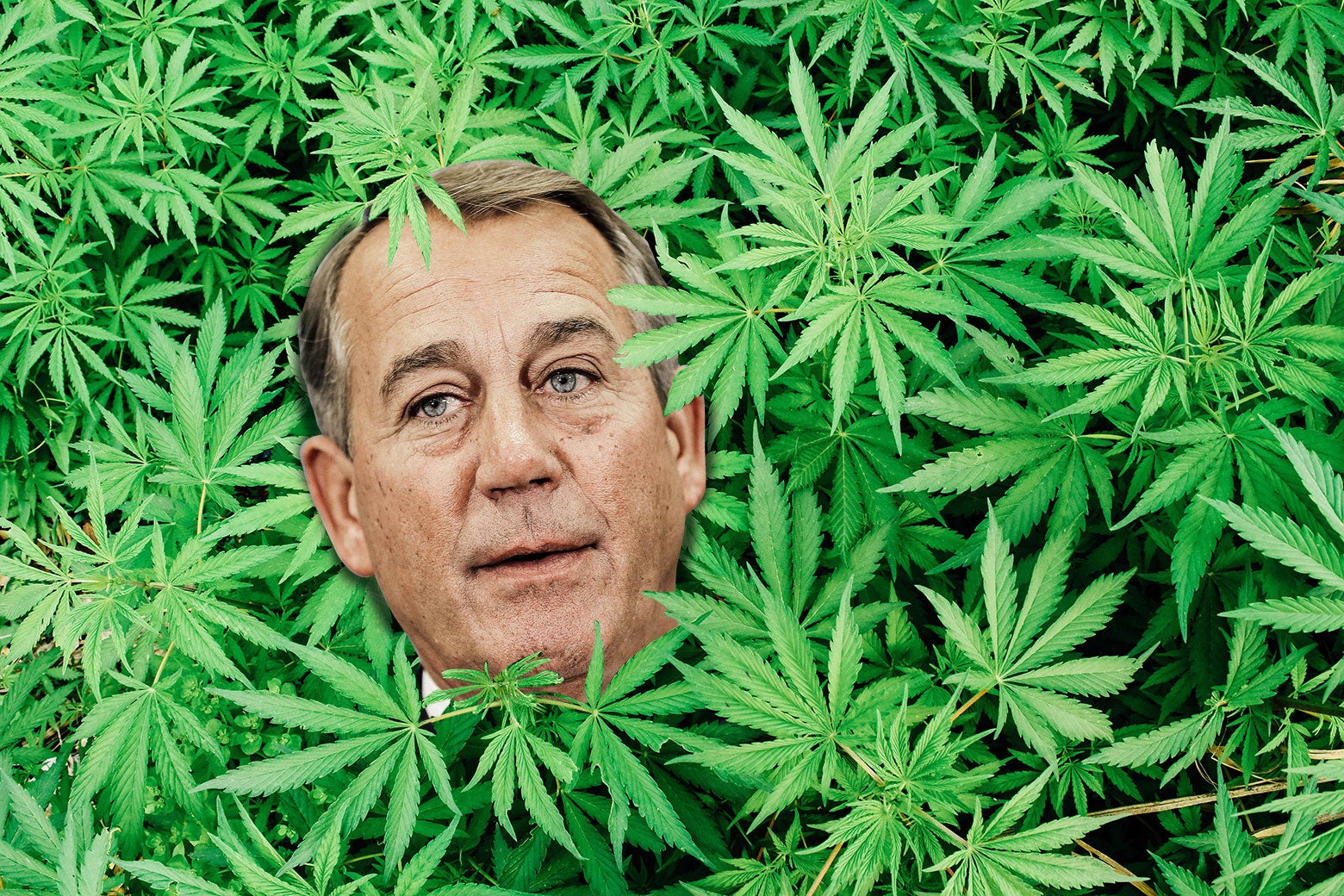 John Boehner's head superimposed on a bunch of marijuana plants.