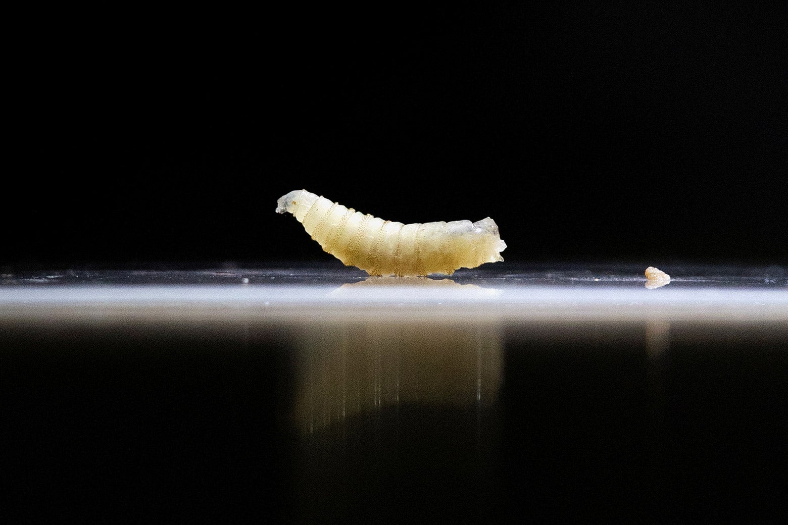 It’s Like a Parasite Out of a Horror Film. It’s Al