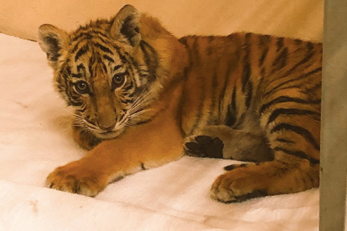 A tiger cub looking into the camera.