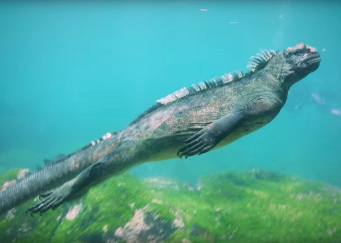Video of a marine iguana feeding underwater in the Galapagos (VIDEO).