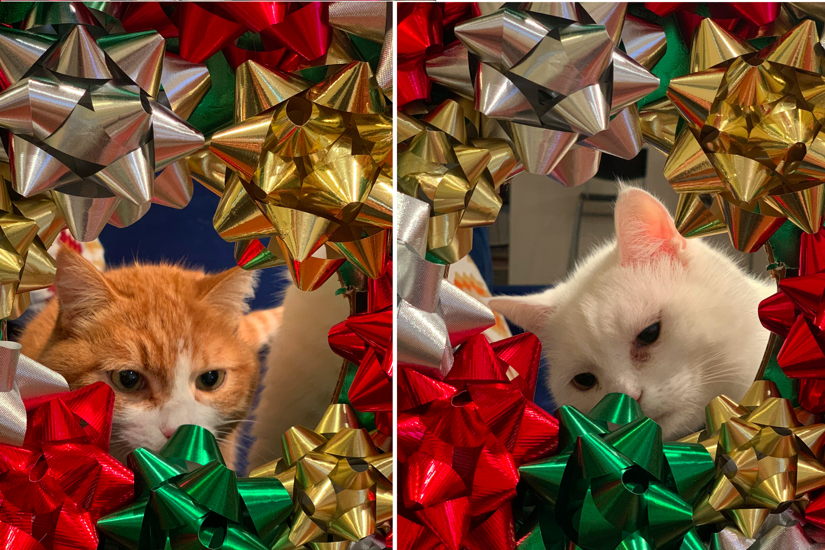 Two more kitties in bows.