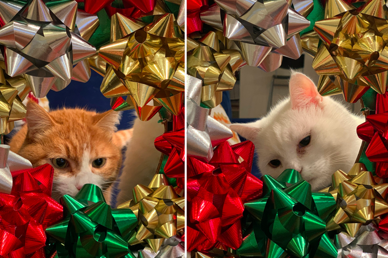 Two more kitties in bows.