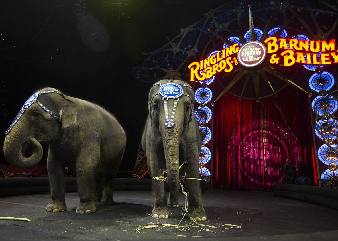 The Ringling Brothers' elephants are moving on from the circus and into  cancer research.